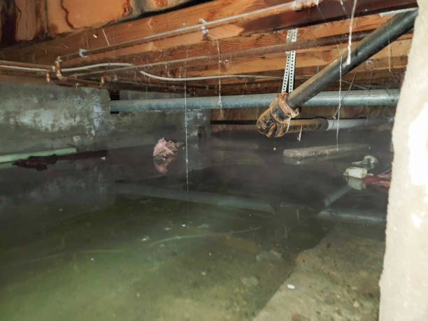 Best Professional water damage repair  in Washington Park, FL